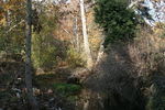 Stevens Creek Storm 12-18-20050009.JPG